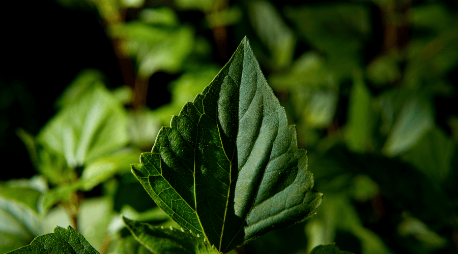 NO ASPARTAME HERE, FOLKS. NOT NOW. NOT EVER.