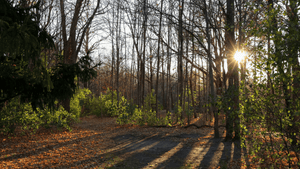 A calm, minimalist nature scene — lush green forest, sunlight through trees.