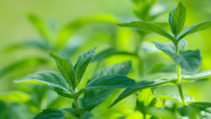 Mint Leaves