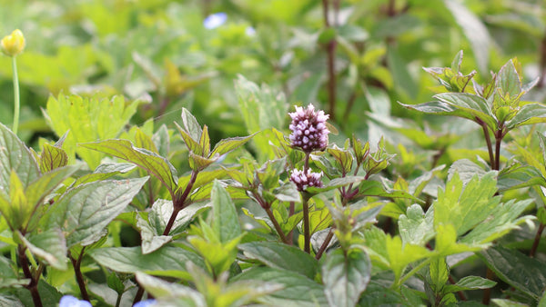 peppersmith mint farm