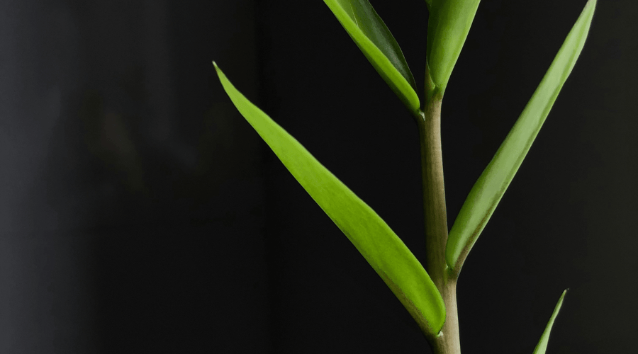 Sourcing our ingredients: Plant based xylitol