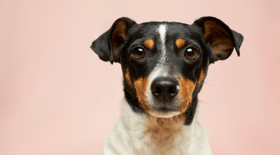 Xylitol: good for you, not your dog