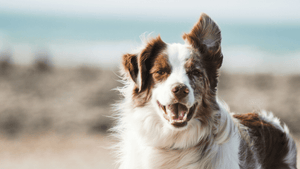 Xylitol and  Your Dog