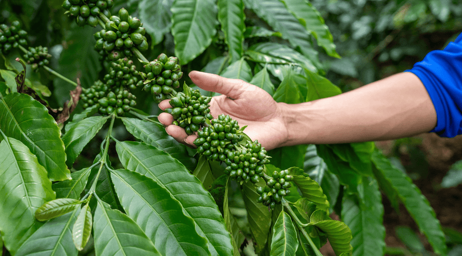 Sourcing our ingredients: What you might not know