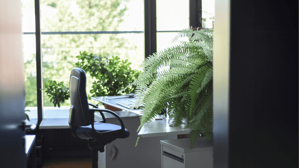 A office desk in sunlight surrounded with plants. 
