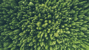 A photo of the forest where xylitol is sourced from