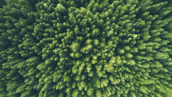 A photo of the forest where xylitol is sourced from