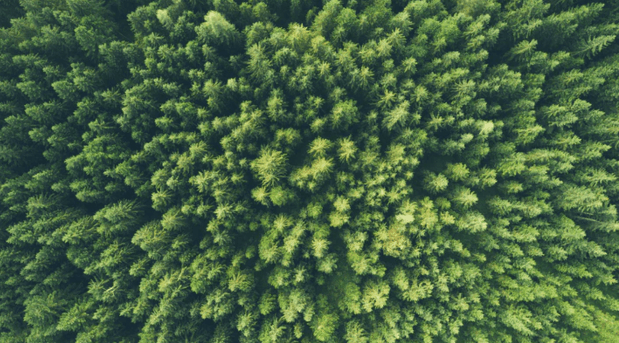 The science behind xylitol