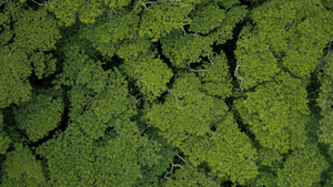 A green forest