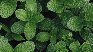 A bunch of mint leaf's 