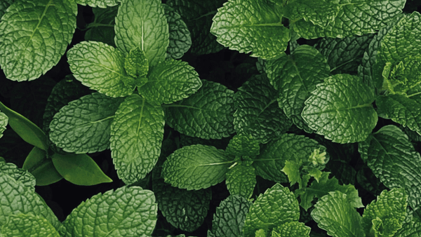 A bunch of mint leaf's 