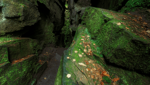 A rocky path in the Forest 