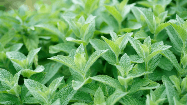 Fresh Mint to be made into Mint Oil for Peppersmith Mints