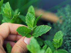 A hand holding a sprig from a mint plant