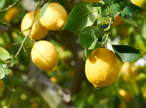 A  close up of lemons growing from a lemon tree