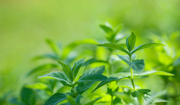 Mint Leaves